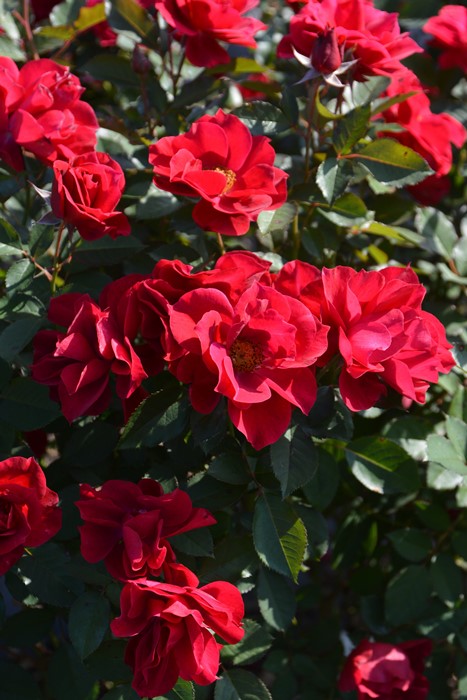 バラ苗 バラ苗【6号新苗】風姿花伝 紅 6号鉢植え品《8-C16-04》 : バラの家