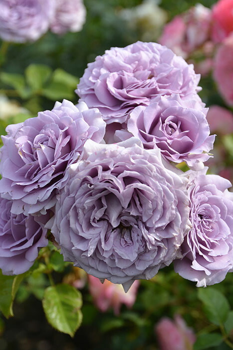 大苗】バラ苗 リリエンタール 6号鉢植え品《8-B13-05》 : バラの家
