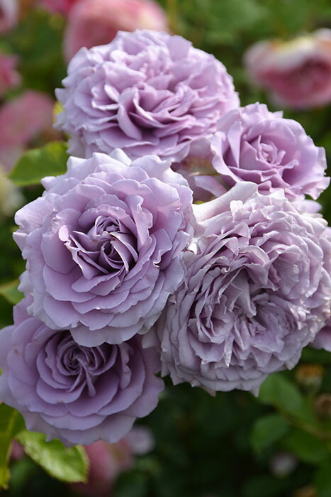 紫薔薇さん専門ページ 楽天市場】予約バラ苗 ロサオリエンティス リラ 大苗 7号鉢 紫系 POT