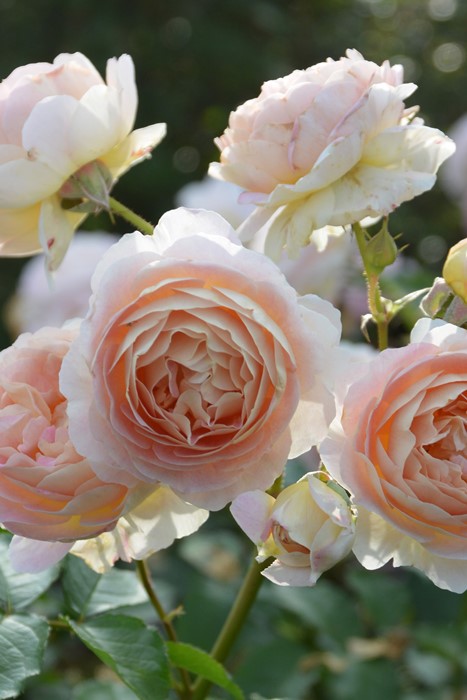 バラ苗【中苗】サシェ 6号鉢植え品《1bp6-8-A14-07-サシ001》 : バラの