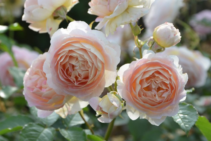 バラ苗【中苗】サシェ 6号鉢植え品《1bp6-8-A14-07-サシ001》 : バラの