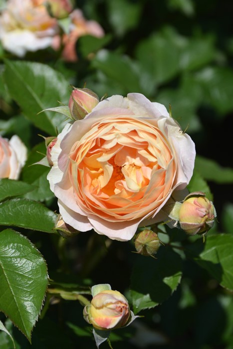 バラ苗【中苗】サシェ 6号鉢植え品《1bp6-8-A14-07-サシ001》 : バラの