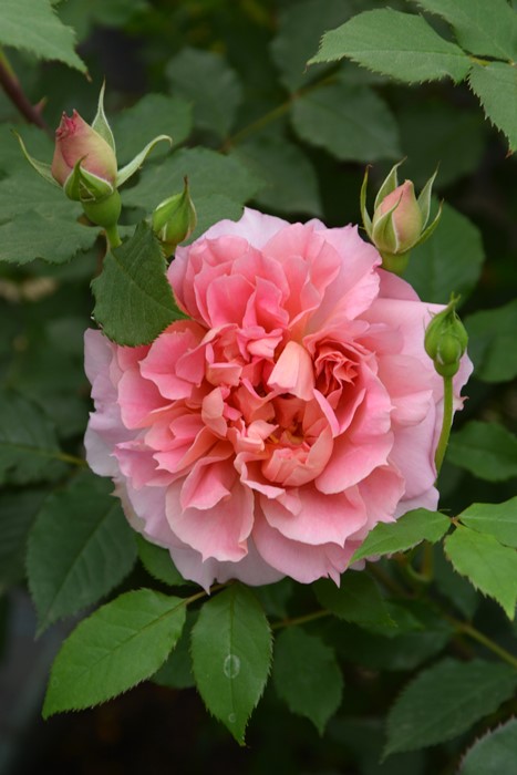 バラ苗【中苗】ムーンライトソナタ 6号鉢植え品《1bp6-8-A05-07-ムー