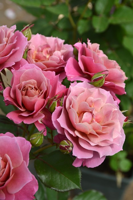 バラ苗【中苗】あおいのうえ【葵の上】 6号鉢植え品《1bp6-8-A05-06