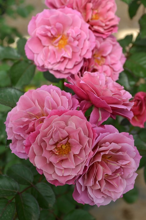 バラ苗【中苗】あおいのうえ【葵の上】 6号鉢植え品《1bp6-8-A05-06