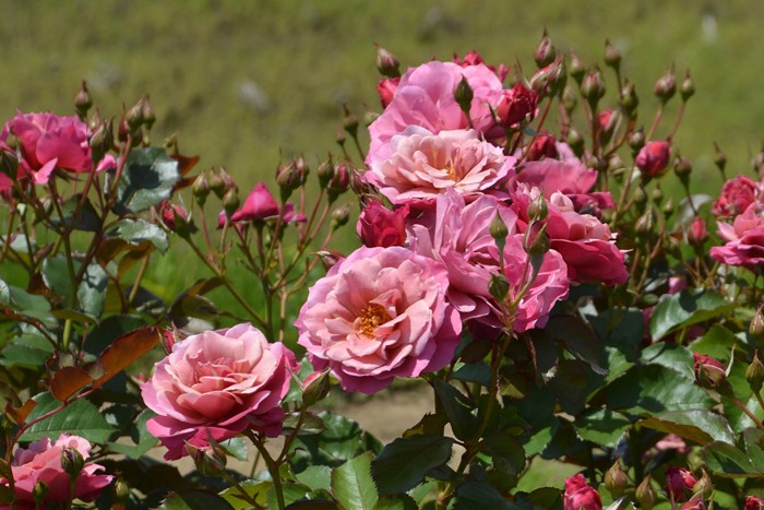 バラ苗【中苗】あおいのうえ【葵の上】 6号鉢植え品《1bp6-8-A05-06