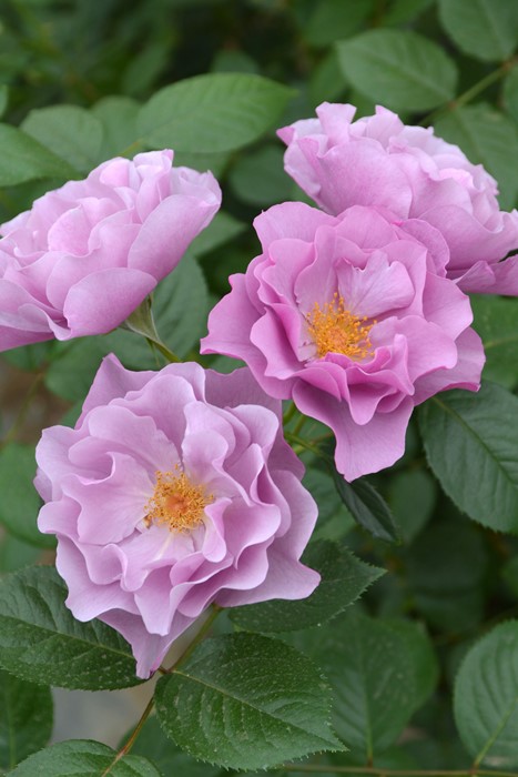 バラ苗【中苗】あおいのうえ【葵の上】 6号鉢植え品《1bp6-8-A05-06