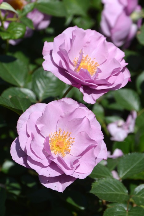 レア　希少　バラ苗　6号鉢 レア 希少 バラ苗 6号鉢 060f75f2399cdc522ffead0ca66612