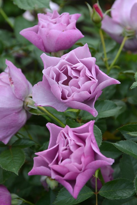 バラ苗【中苗】むらさきのうえ【紫の上】 6号鉢植え品《1bp6-8-A06