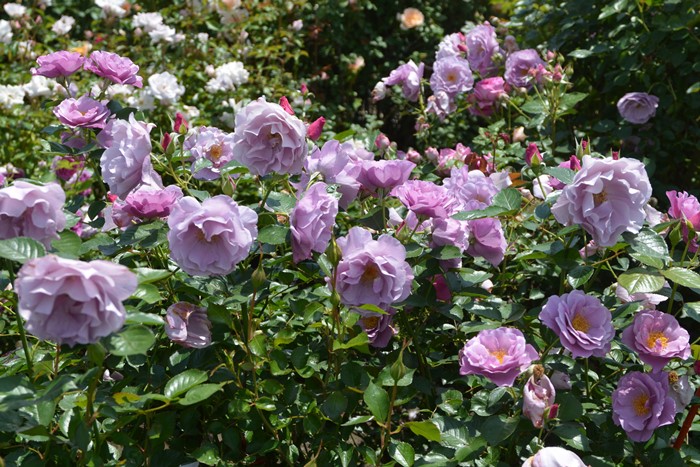 バラ苗【中苗】むらさきのうえ【紫の上】 6号鉢植え品《1bp6-8-A06