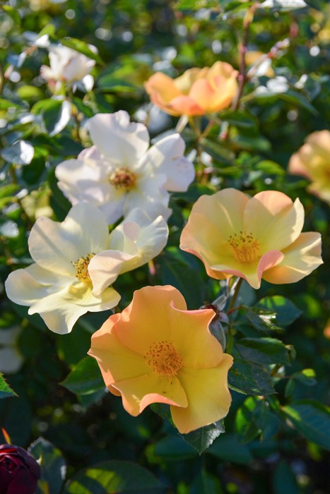 冬季大苗】バラ苗 ルクソール 6号鉢植え品《8-C17-01》【0116販売