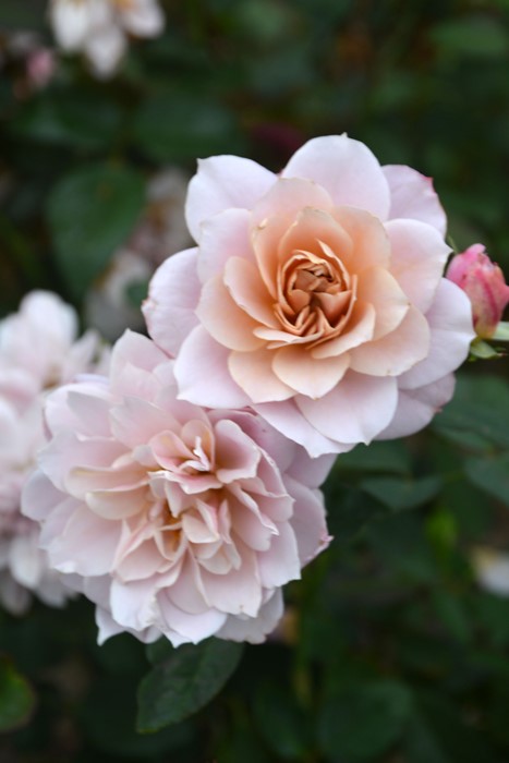 冬季大苗】バラ苗 うののさらら 6号鉢植え品《8-A11-05》【1201販売