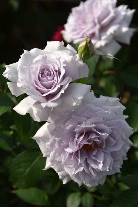 冬季大苗】バラ苗 ウンディーネ 6号鉢植え品《8-A13-07》【0116販売