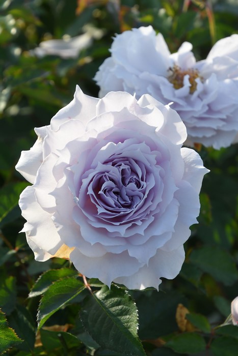 バラの家 バラ苗専門店 Yahoo!店 - ロサオリエンティス ノヴァ｜Yahoo