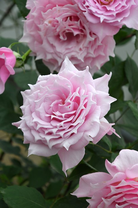 冬季大苗】バラ苗 エリクシル 6号鉢植え品《8-A20-03》【1201販売