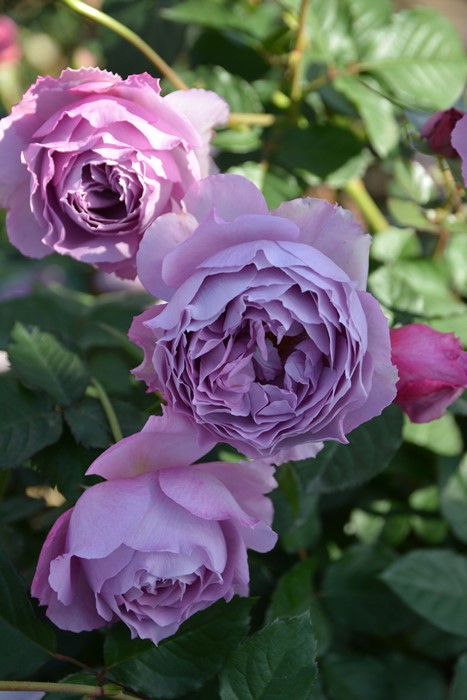 冬季大苗】バラ苗 エリザベート 6号鉢植え品《8-A18-07》【0116販売