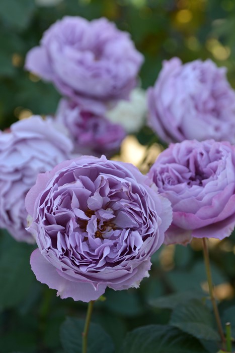 冬季大苗】バラ苗 エリザベート 6号鉢植え品《8-A18-07》【0116販売