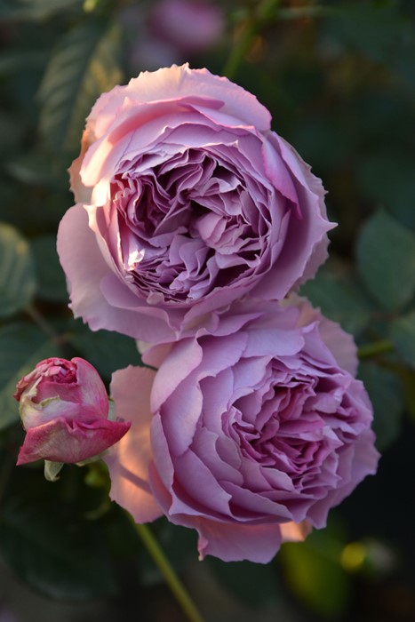 冬季大苗】バラ苗 エリザベート 6号鉢植え品《8-A18-07》【0116販売