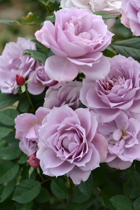 バラ苗【中苗】むらさきしきぶ【紫式部】 6号鉢植え品《1bp6-8-A16-07