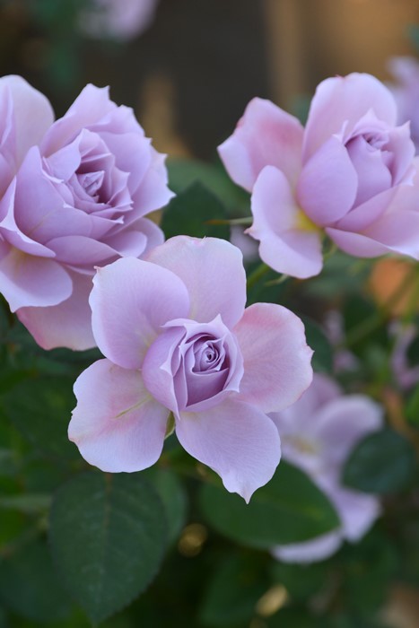 バラ苗【中苗】むらさきしきぶ【紫式部】 6号鉢植え品《1bp6-8-A16-07