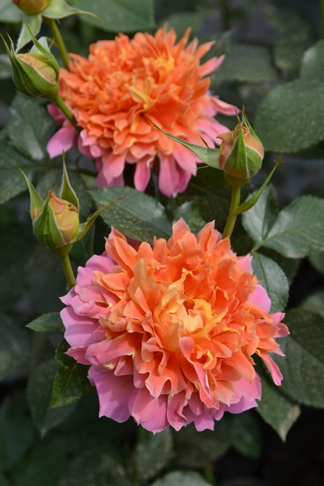 バラ苗【6号新苗】ジャズ 6号鉢植え品《1-C08_8-C04-05》【0713販売