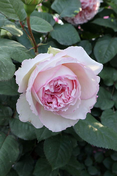 バラの家 バラ苗専門店 Yahoo!店 - ロサオリエンティス プログレッシオ