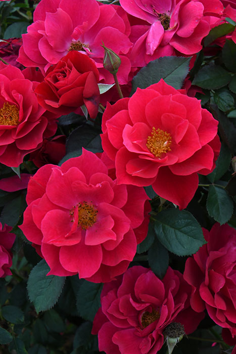 バラ苗【6号新苗】風姿花伝 紅 6号鉢植え品《8-C16-04》 : バラの家