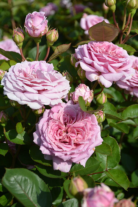 冬季大苗】バラ苗 ルクソール 6号鉢植え品《8-C17-01》【0116販売