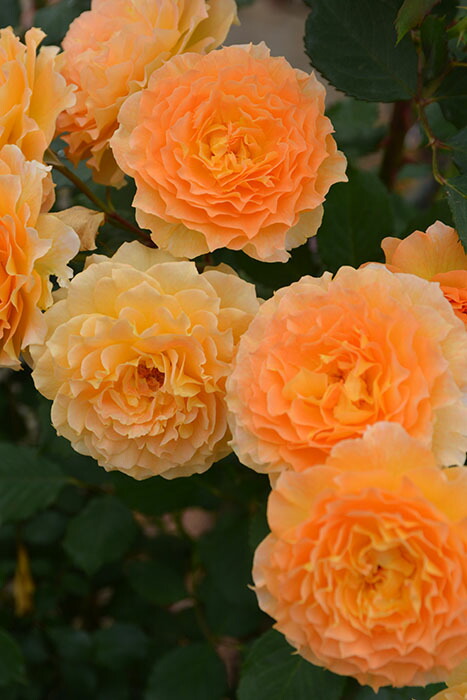 レア❀専用❀　バラ　苗　幻想的カラー　イエロー2200円 冬季大苗】バラ苗 ルミナス 6号鉢植え品《9-C17-05》【0116販売