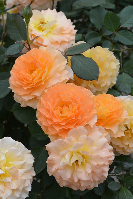 レア❀専用❀　バラ　苗　幻想的カラー　イエロー2200円 NEW】バラ大苗 ゴールデン・ストリート・カラーズ 4.5号ロングポット