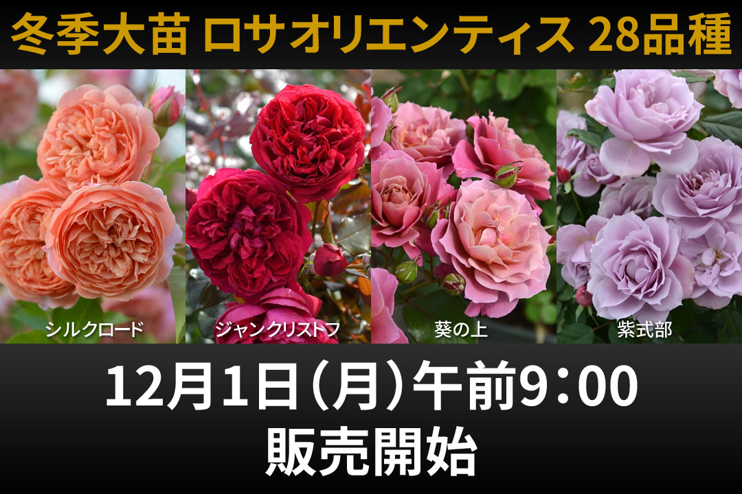 バラの家 バラ苗専門店 Yahoo!店 - Yahoo!ショッピング