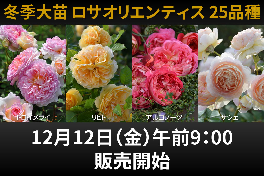 バラの家 バラ苗専門店 Yahoo!店 - Yahoo!ショッピング