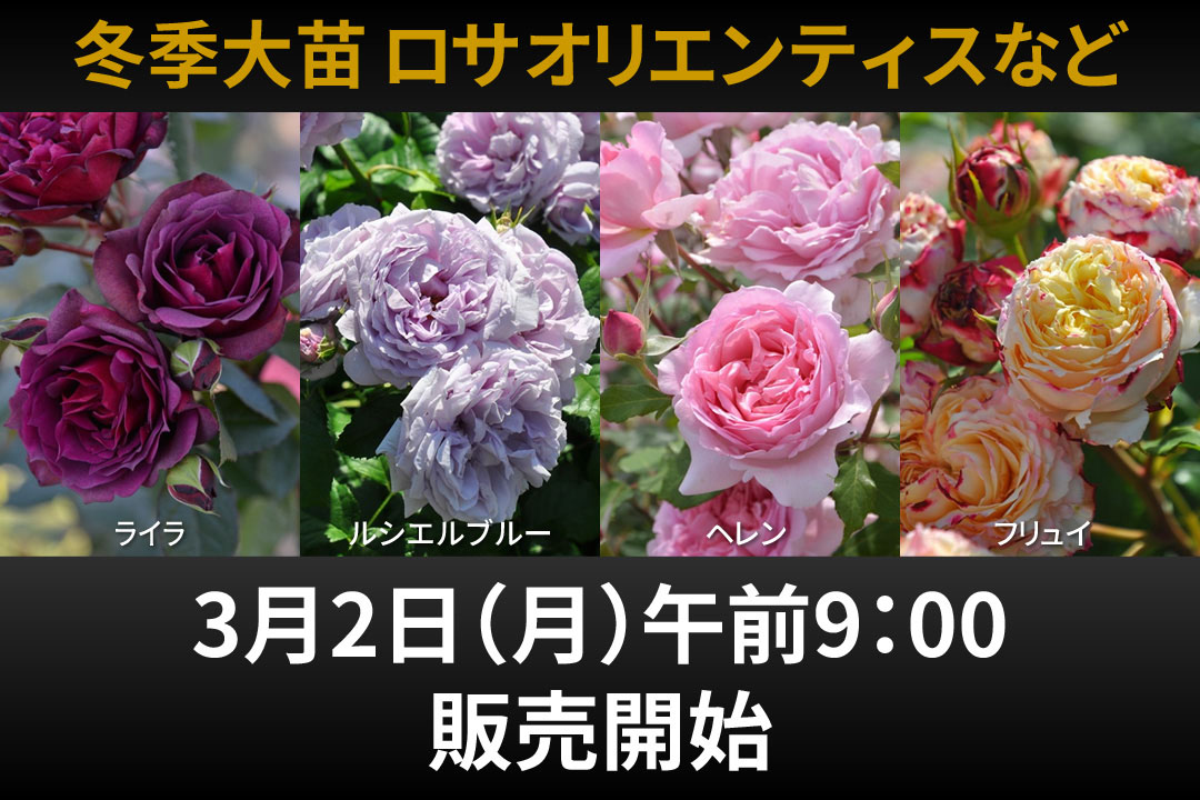 バラの家 バラ苗専門店 Yahoo!店 - Yahoo!ショッピング