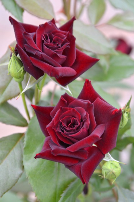 薔薇フロ○ンティー○　抜き苗　1本 清流（大苗）7号鉢植え バラ苗 《農林水産省 登録品種》 河本バラ園