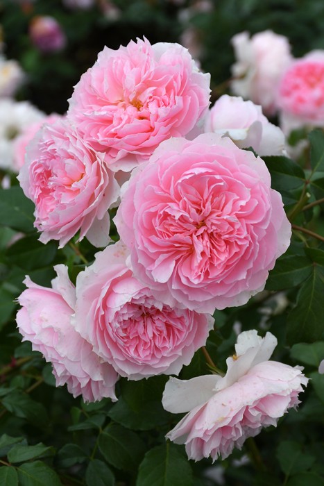 花切品種苗　バラ苗　レアバラ バラ苗【新苗】風姿花伝 紅 国産苗［農林水産省 品種登録出願中］《J 花