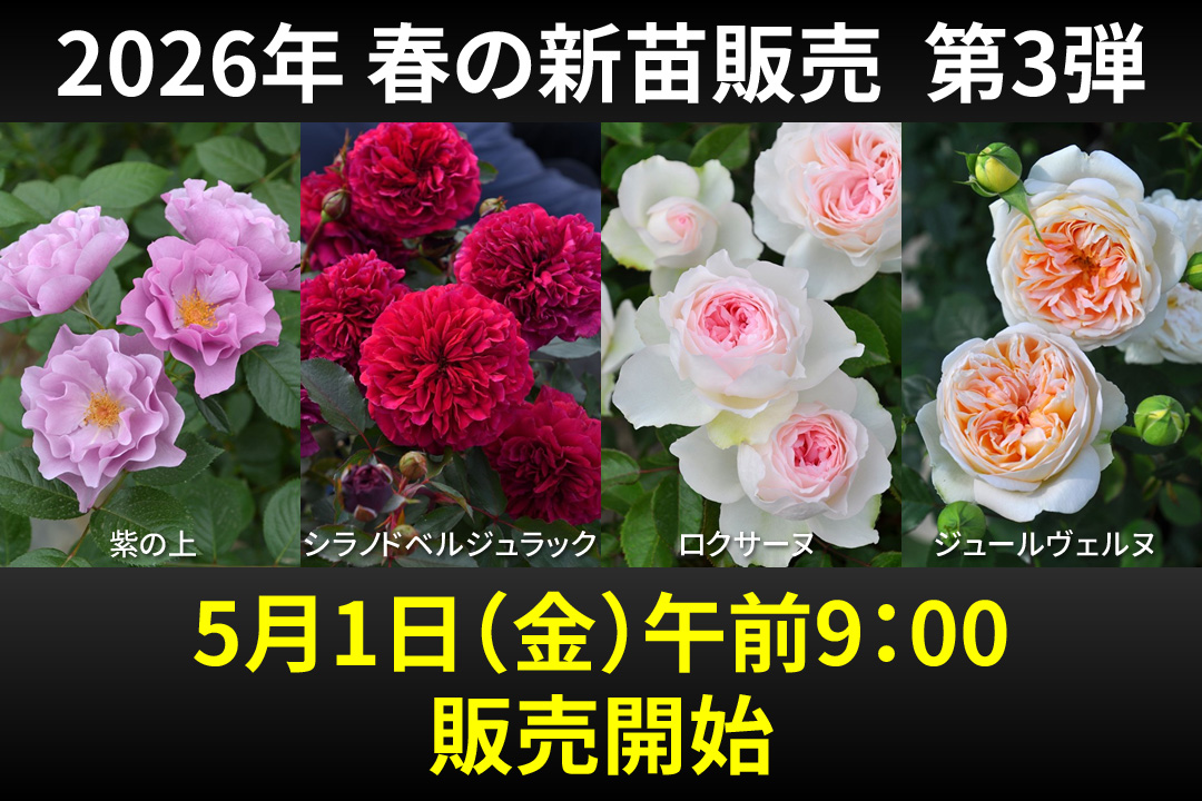バラ苗　切りバラ苗 Whitby abb♡y バラ苗 バラの家 バラ苗専門店 Yahoo!店 - Yahoo!ショッピング