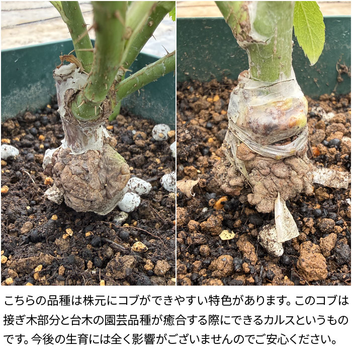 大苗】バラ苗 ウンディーネ 6号鉢植え品《9-A19-07》 : バラの家 バラ