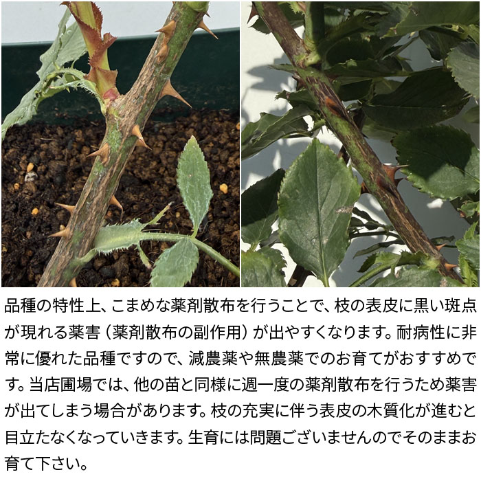 バラ苗【6号新苗】アンティーク 6号鉢植え品《3-B06-03_9-C16-05》2025