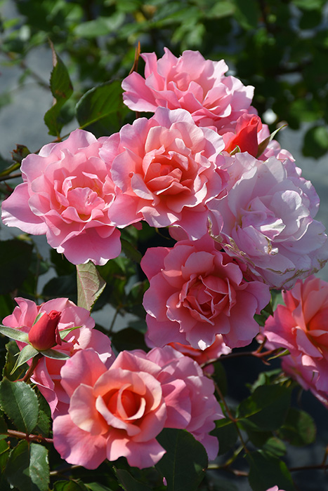バラ苗【中苗】風姿花伝 奏【ふうしかでん かなで】 6号鉢植え品［農林