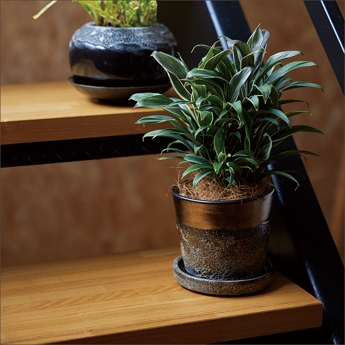 植木鉢 陶器鉢 リジュー ハーレイ 4号 受け皿付き : 植木鉢 植木鉢 陶器鉢 リジュー ハーレイ 4号 受け皿付き : 植木鉢