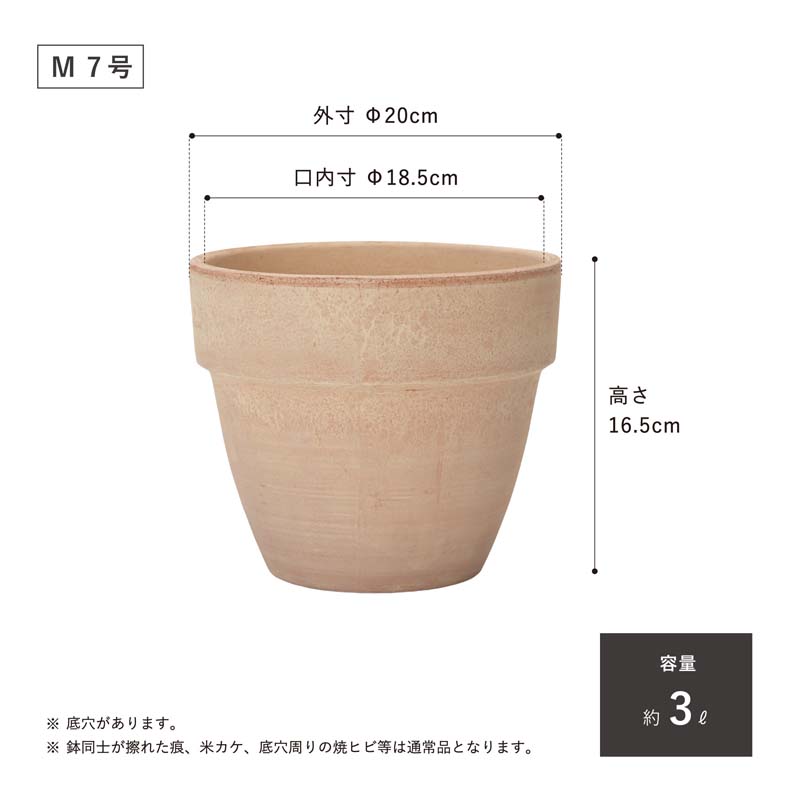 雲龍梅　古木　７号ポットつき　特大❗ 雲龍梅 古木 7号ポットつき 特大❗ 明日からの3連休は 屈指