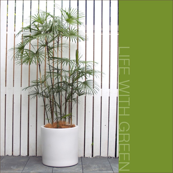 植木鉢 陶器鉢 ルッカ 13 白マット 3点セット : 植木鉢・テラコッタ