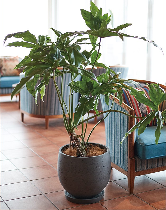 植木鉢 カッソル オーブ 11号 : 植木鉢・テラコッタ専門店バージ