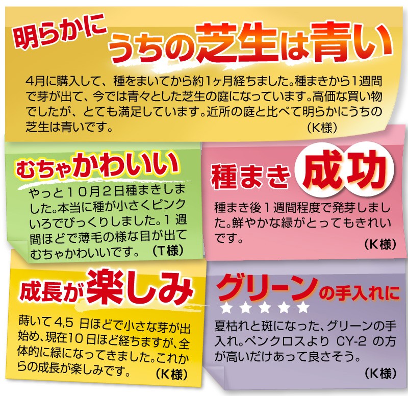 芝 芝生 種 寒地型芝 ニュークリーピングベントグラス CY-2 登録品種