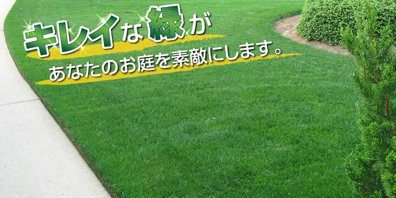 芝生12束12平米分 TM9（1平米）【クール便/送料込】 | 芝生,TM9 | HAYASHIオンラインストア