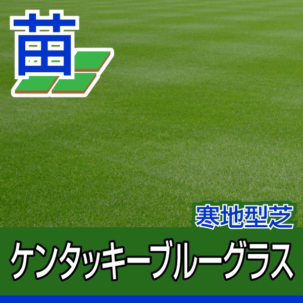 ▽ 芝生の種類 あれこれ。 ○寒地型芝って なぁ〜に？ - 芝生のことならバロネスダイレクト - 通販 - Yahoo!ショッピング