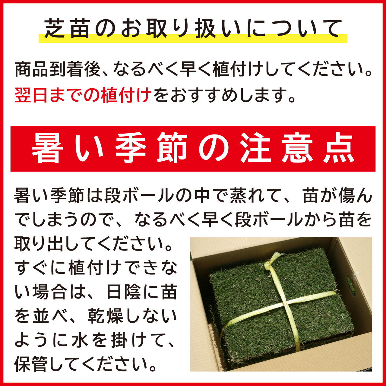 １平米 つくば姫 つくば産 登録品種 張り芝用 １平米 0.3坪分 芝生 暖地型 天然芝 園芸 産地直送 |  | 06