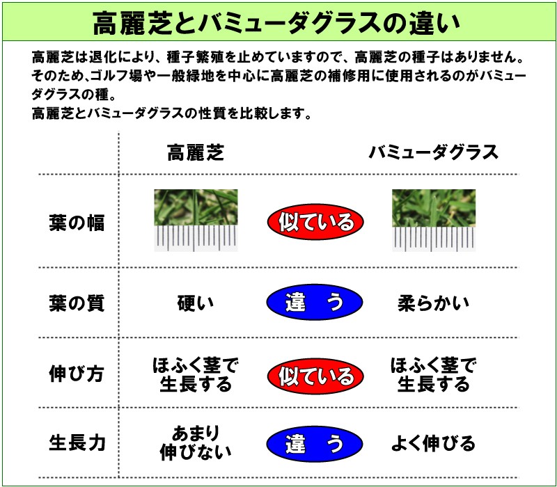 ハイブリッド・バミューダグラス ハリウッド 200g入 お庭の広さ3.6〜5.4坪用 暖地型芝の種 多年草 発芽適温摂氏20度以上です。 メール便