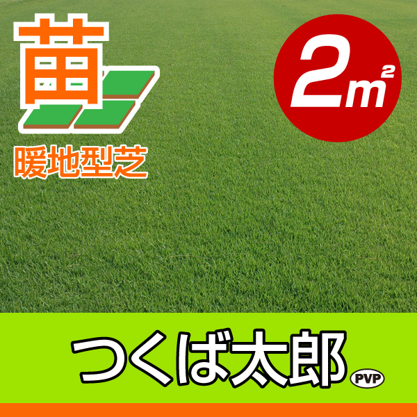 芝生で5回で程度しか使用していません ▽ 芝生の種類 あれこれ。 ○暖地型芝って なぁ〜に？ - 芝生の