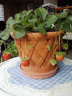 ウィッチフォード 植木鉢 ストレート バスケットポット 直径18cm 約6号